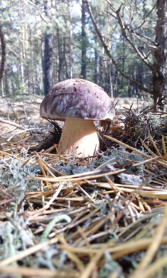 Pulemchanka Pulemets Buitenkant foto